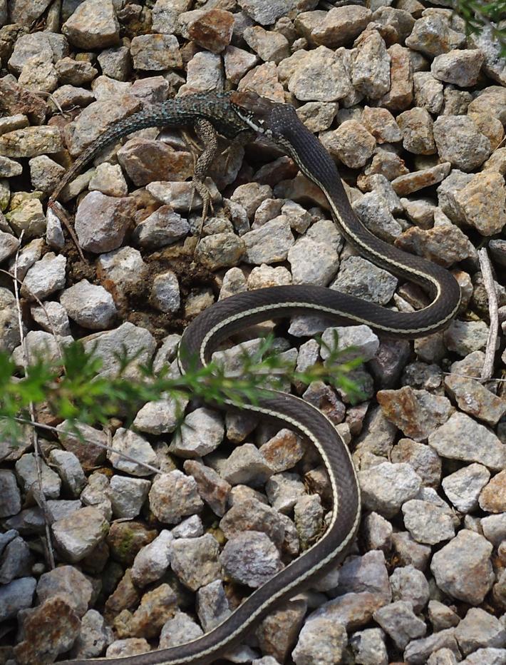 What do you get when you put a Racer Snake and Lizard together? Lunch. (And no I didn't do anything but the photo.)