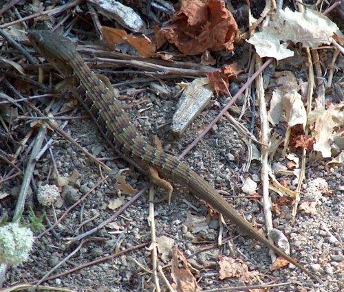 Southern Alligator Lizard