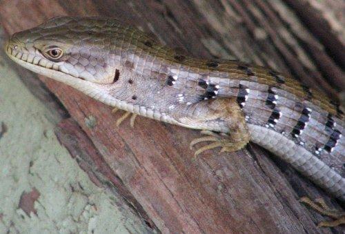This Southern Alligator Lizard watched as I took his picture.