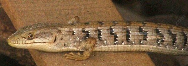 Southern Alligator Lizards do not do the push ups.