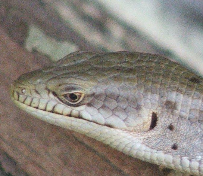 Southern Alligator Lizard Elgaria multicarinata up close
