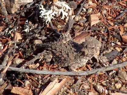 Horned lizard, Phrynosoma coronatum