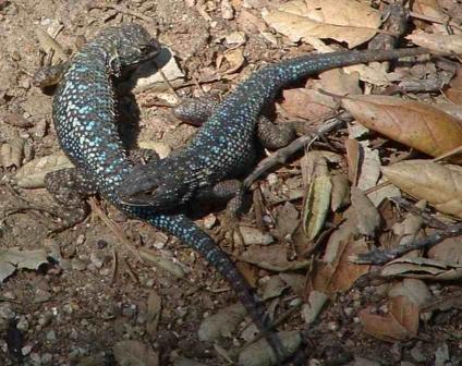 Two male Western Fence Lizards