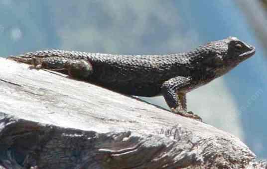 A Western Fence Lizard doing "push-ups"