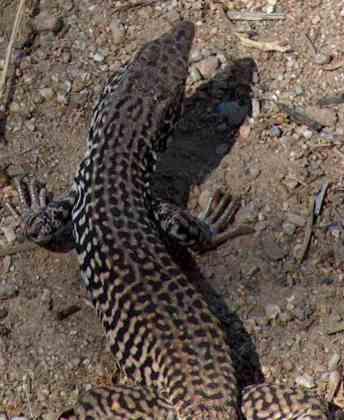 western whiptail