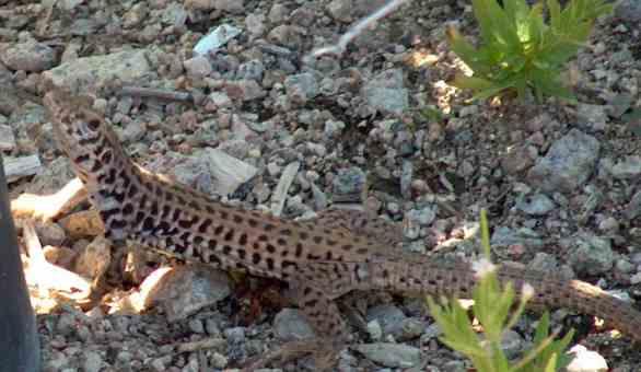The Western Whiptail is a shy lizard