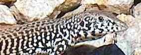 The Western Whiptail moves aligator-like