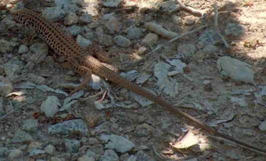 The Western Whiptail has a very long tail