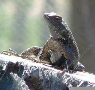 Western fence lizard on a stump