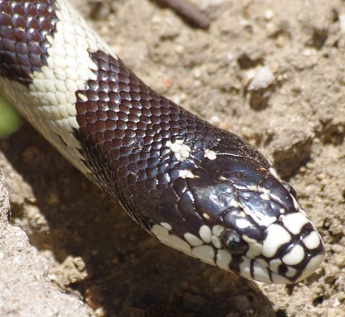 A King Snake watching the photographer. - grid24_24