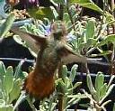 Allens hummingbird, Selasphorus sasin
