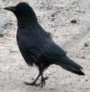 American Crow Corvus brachyrhynchos