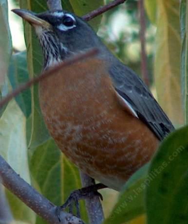 American robin, Turdus migratorius