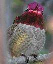 Annas hummingbird, Calypte anna
