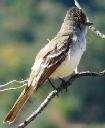 Ash throated flycatcher, Myiarchus cinerascens