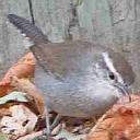 Bewicks wren, Thryomanes bewickii