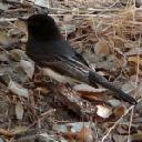 Black phoebe, Sayornis nigricans