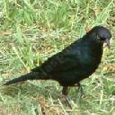 Brewer's blackbird, Euphagus cyanocephalus