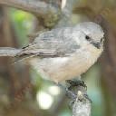 Bushtit, Psaltriparus minimus