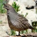 Mrs. California Quail