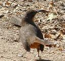 California thrasher, Toxostoma curvirostre