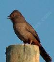California towhee, Pipilo crissalis