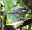 Chestnut backed chickadee, Poecile rufescens