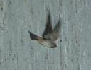 Cliff swallow, Petrochelidon pyrrhonota