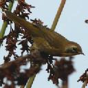 Common yellowthroat, Geothlypis trichas