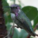 Costas hummingbird, Calypte costae