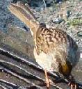 Golden crowned sparrow, Zonotrichia atricapilla