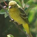 Hooded oriole,  Icterus cucullatus
