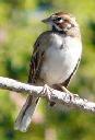 Lark-sparrow, Chondestes grammacus