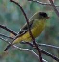 Lesser goldfinch, Carduelis psaltria