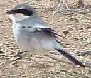 Loggerhead Shrike, Lanius ludovicianus