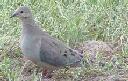 Mourning dove, Zenaida macroura