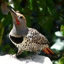 Northern flicker, Colaptes auratus 