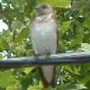 Northern rough winged swallow, Stelgidopteryx serripennis
