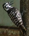 Nuttall's woodpecker, Picoides nuttallii