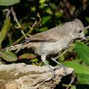 Oak titmouse, Baeolophus inornatus