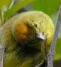 Orange-crowned Warbler, Vermivora celata 