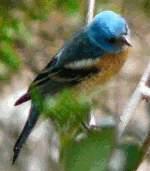 Lazuli Bunting, Passerina