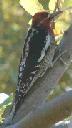 Red breasted sapsucker, Sphyrapicus ruber