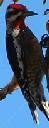 Red naped sapsucker, Sphyrapicus nuchalis