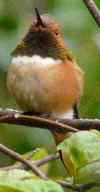 Rufous hummingbird, Selasphorus rufus