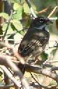 Sage Sparrow, Amphispiza belli