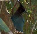 Steller's Jay, Cyanocitta stelleri