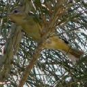 Warbling Vireo, Vireo gilvus