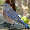 Western Bluebird, Sialia mexicana