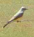 Western kingbird, Tyrannus verticalis